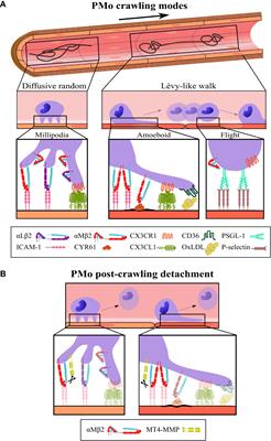 Intravascular Crawling of Patrolling Monocytes: A Lèvy-Like Motility for Unique Search Functions?